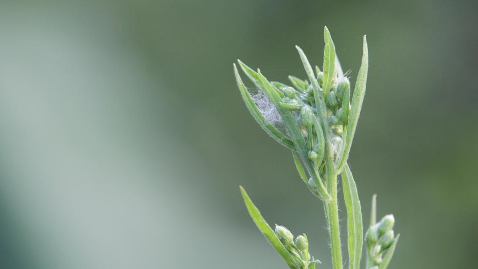 plants green wild