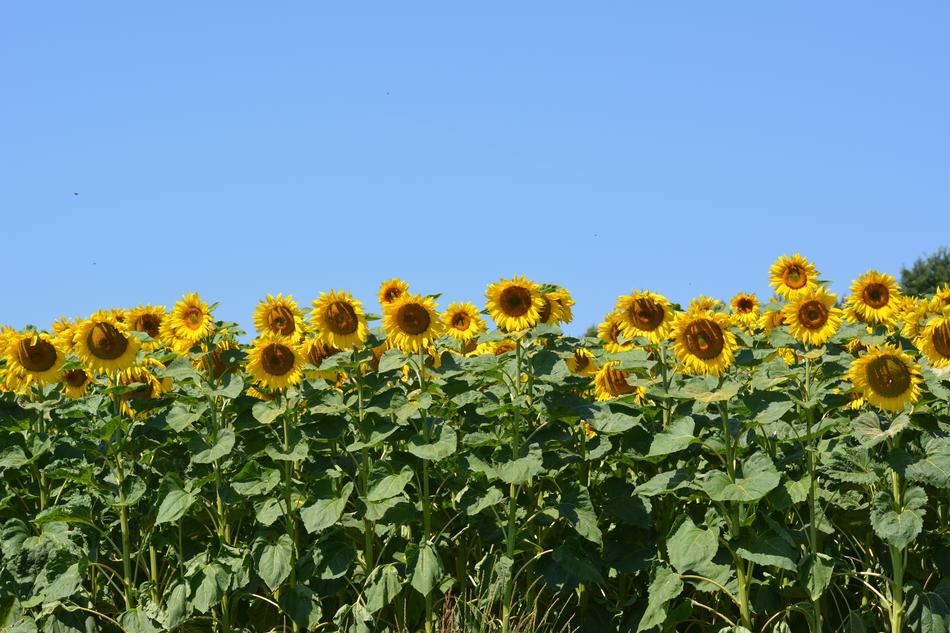 Sunflower Plant Flower