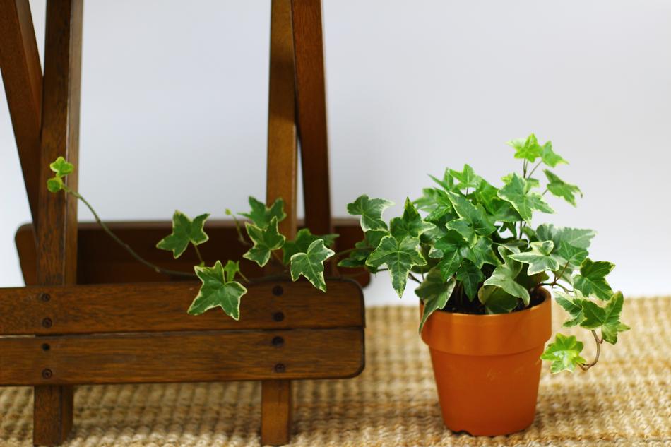 Ivy Potted Plant Plants