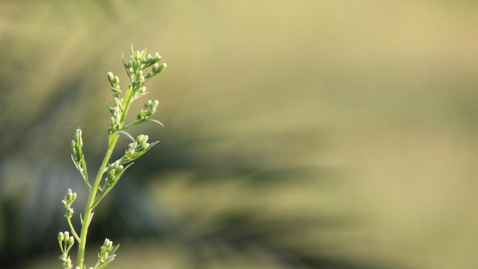 Flowers Hatha Grass Green Nature