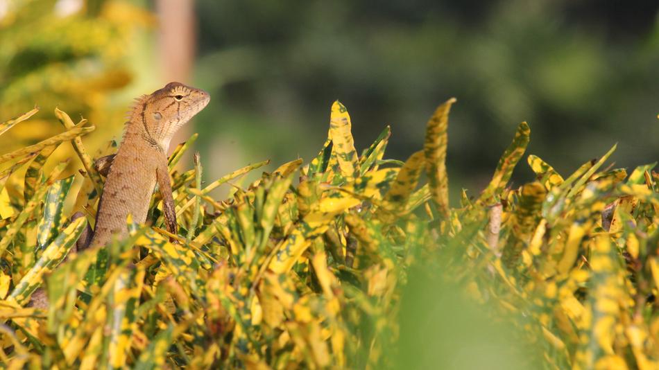 Chameleon Yellow Nature