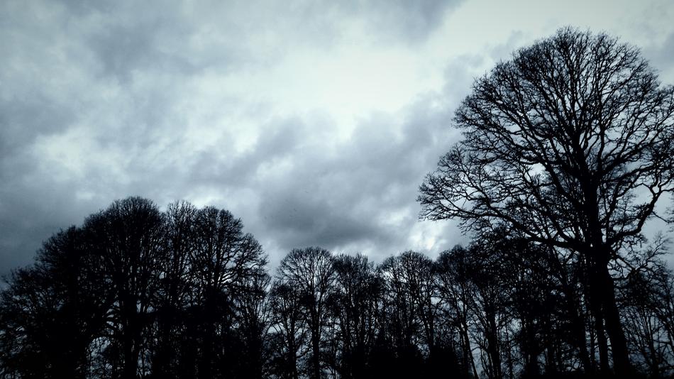 Tree Nature Winter