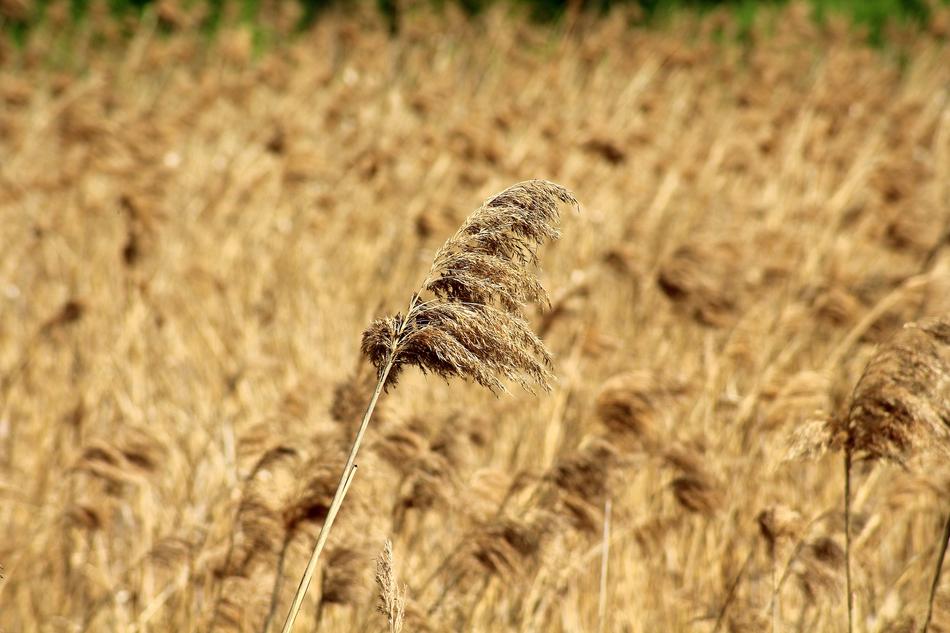 Grass Dry Plants