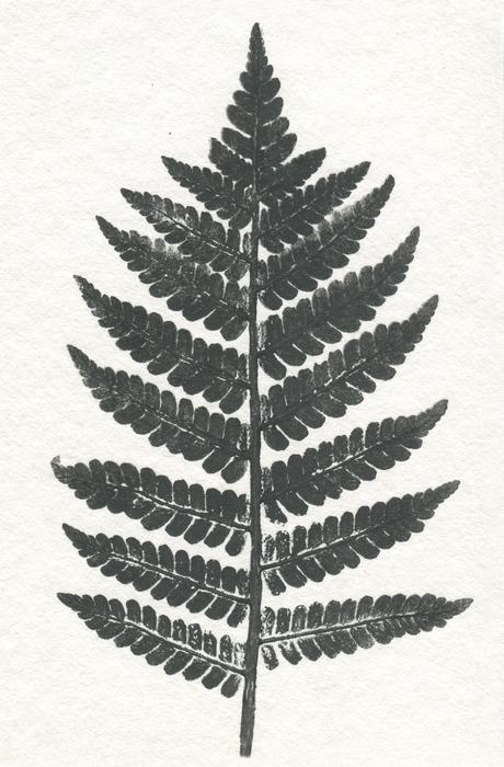leaf nature flora desktop paper