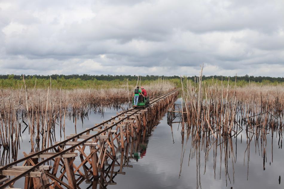 Borneo Peat Swamp National Park