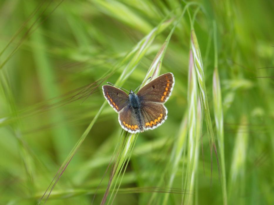 Butterfly Brunette Aricia Cramera