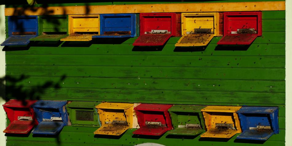 Beekeeper Bees Nature