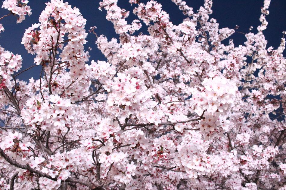 Spring Flowers Beautiful Pink