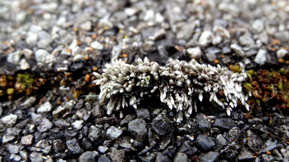 Nature Stone Little