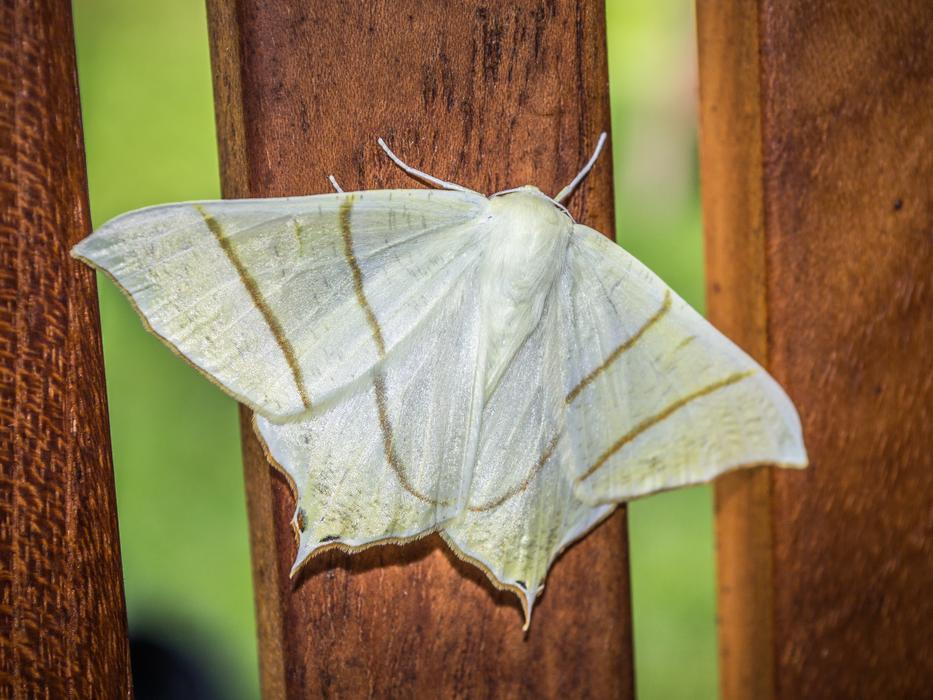 a big butterfly on a wooden fence