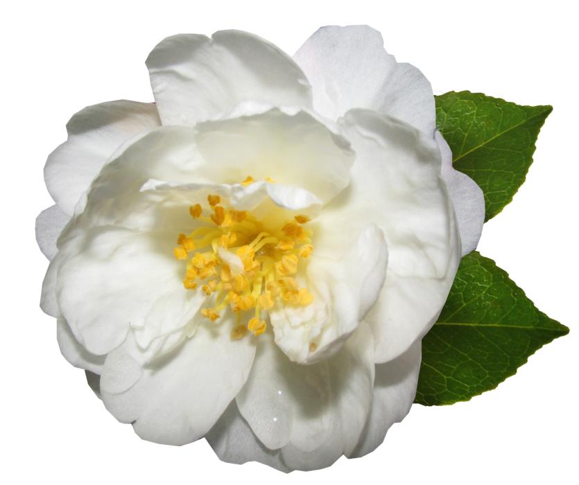 Flower White Camellia