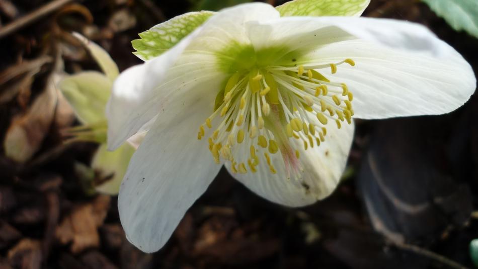 Christmas Rose Flower