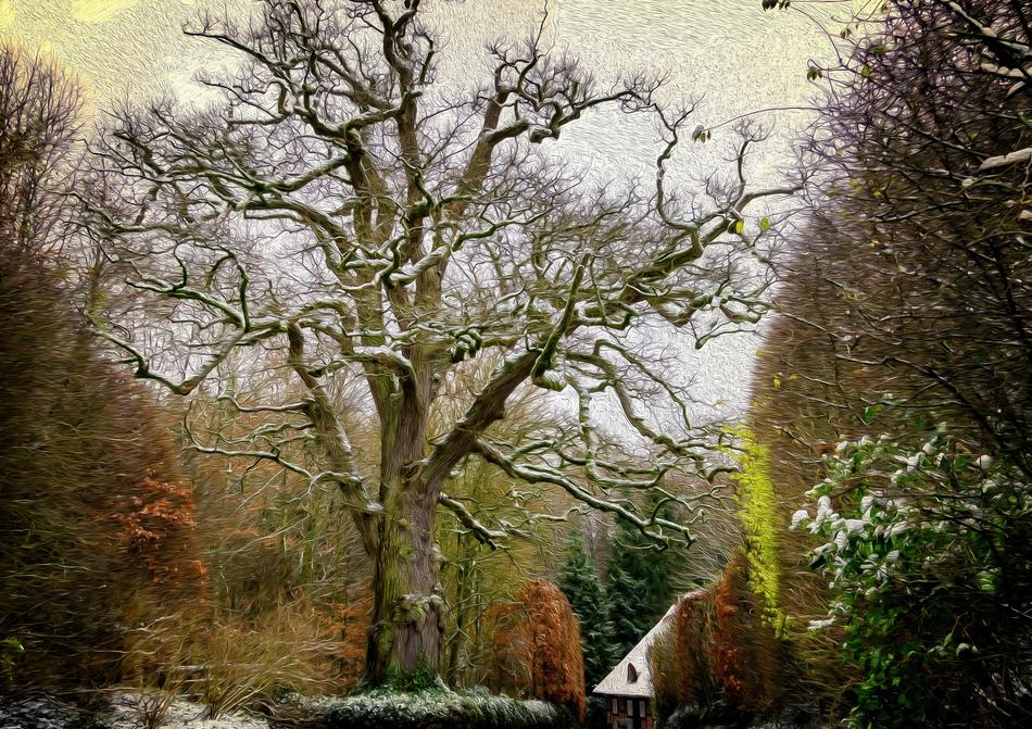 Tree Wood Old