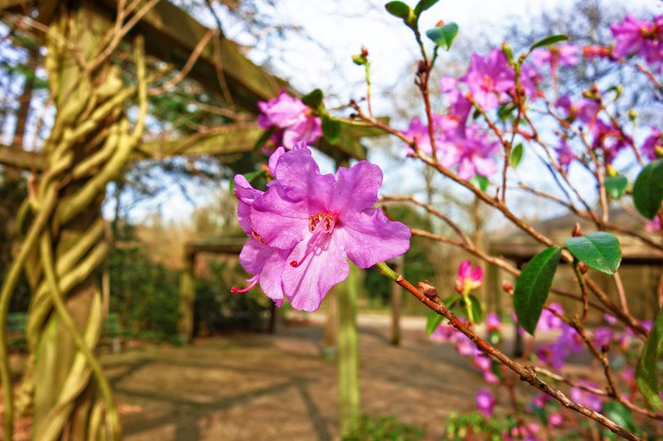 Azalea Pink Flower