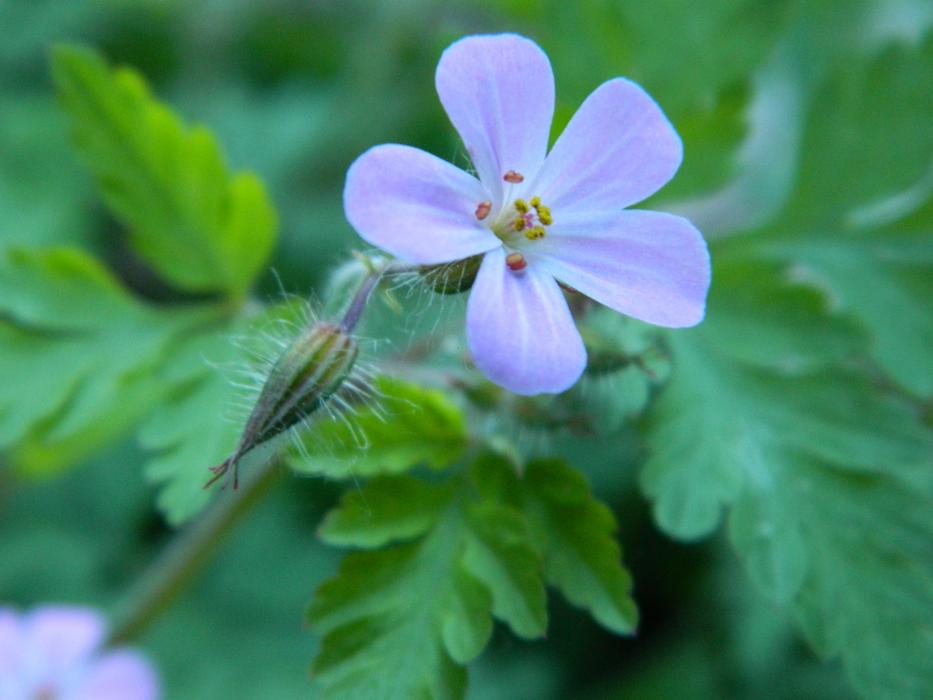 Nature Flora Flower