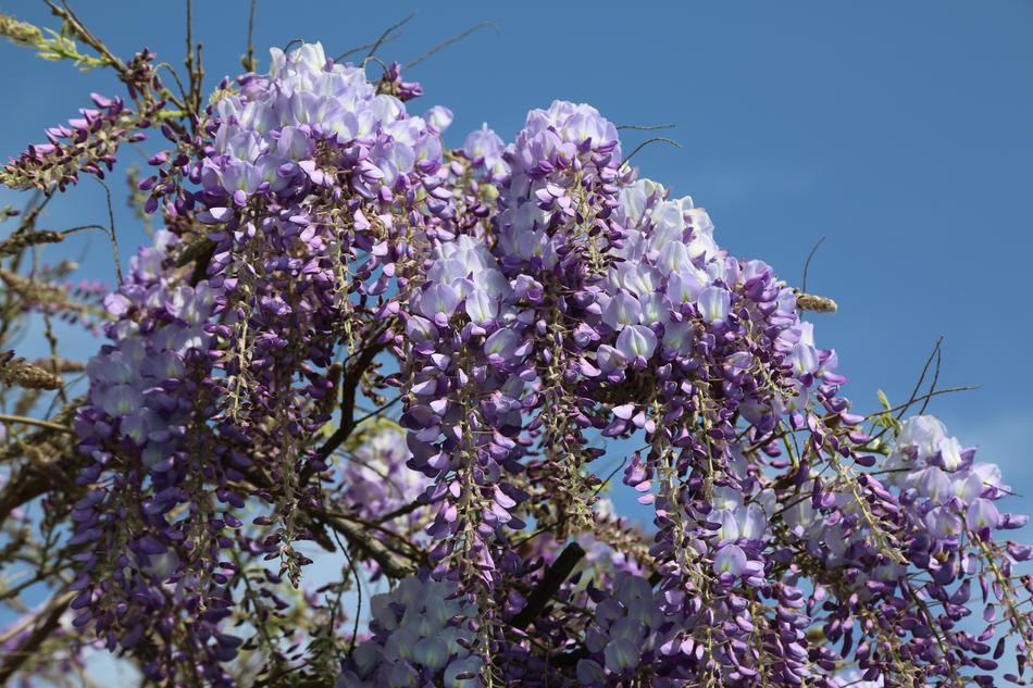 Flower Tree Plant