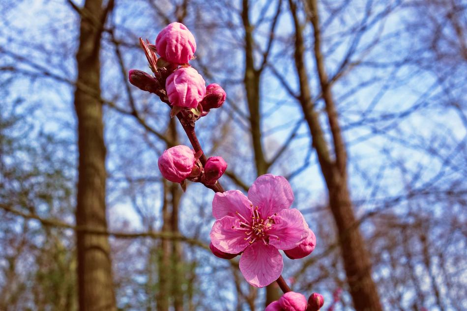 sakura branch in the forest landscape