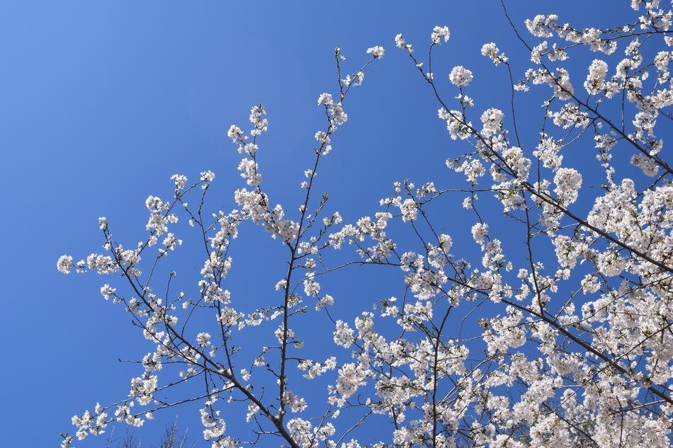 Cherry Tree Branch