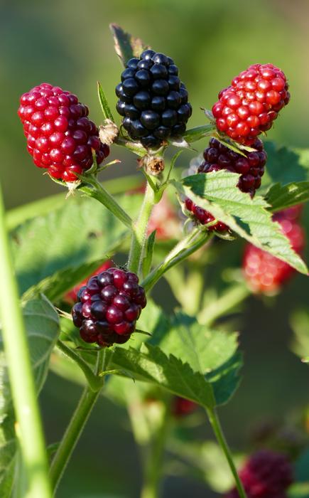 Nature Forest Blackberries