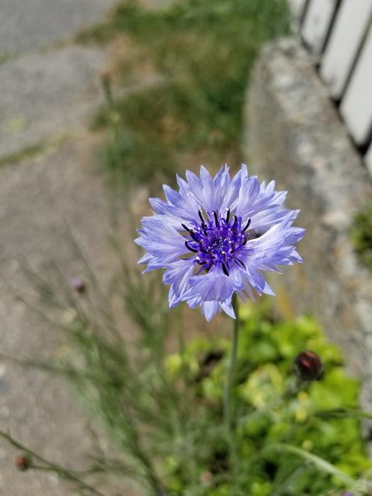 Flower Nature Flora