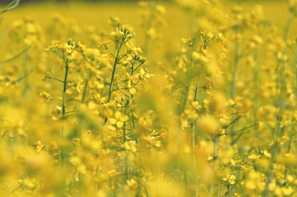 Colza Rape Plant
