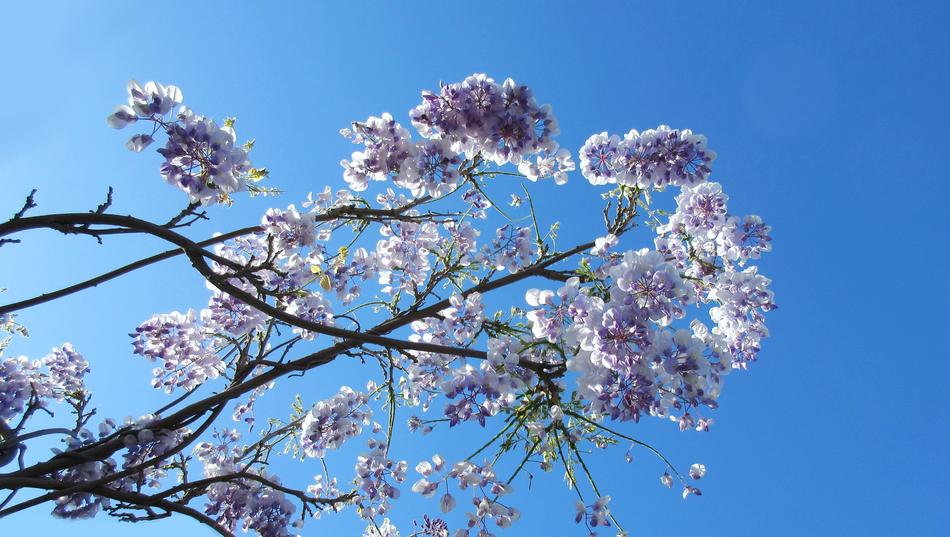 Wisteria Branch Flower
