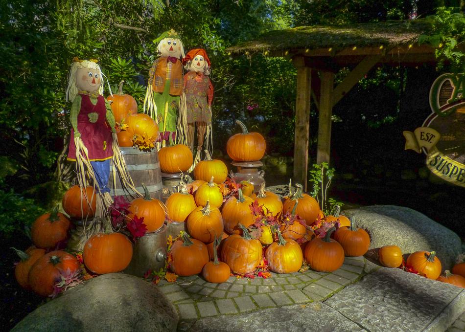 fall delicious pumpkins