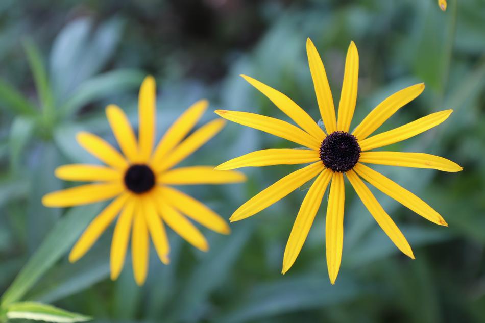 Yellow Flower Plant