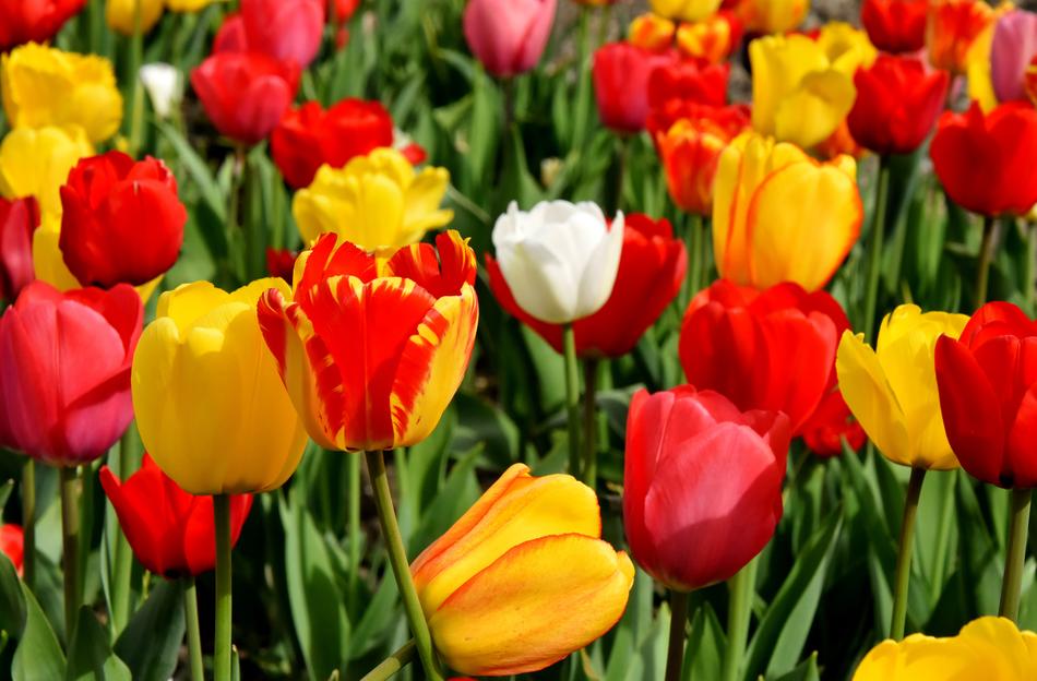 what beautiful tulips