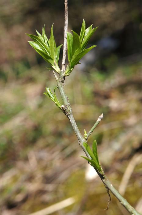 Tree Nature Plant