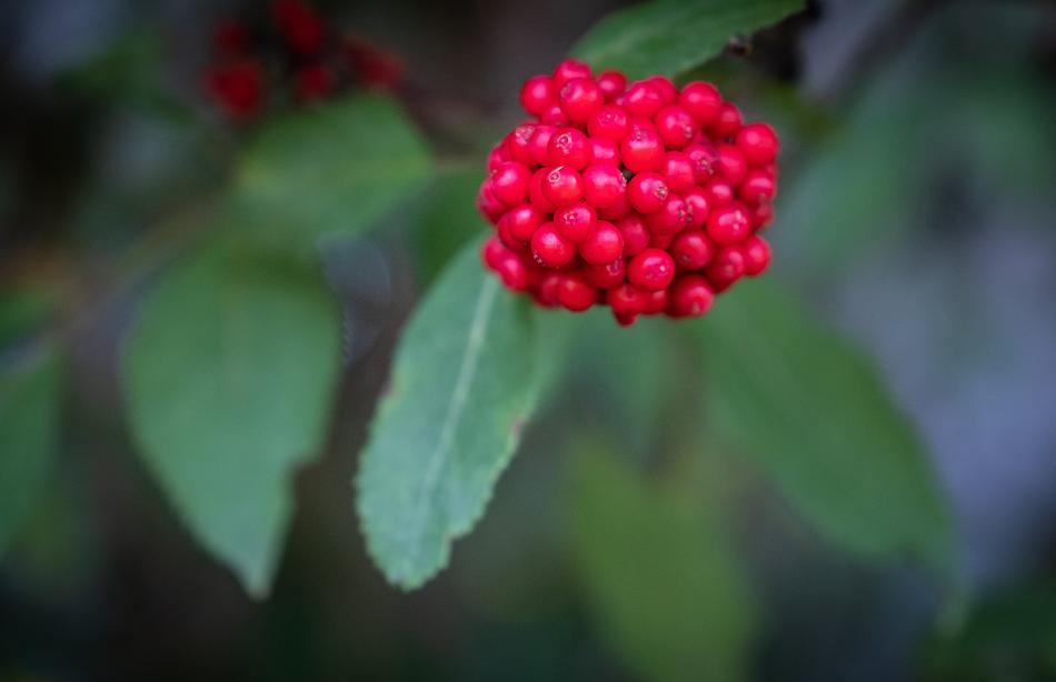 Berries Fruits Bud Berry