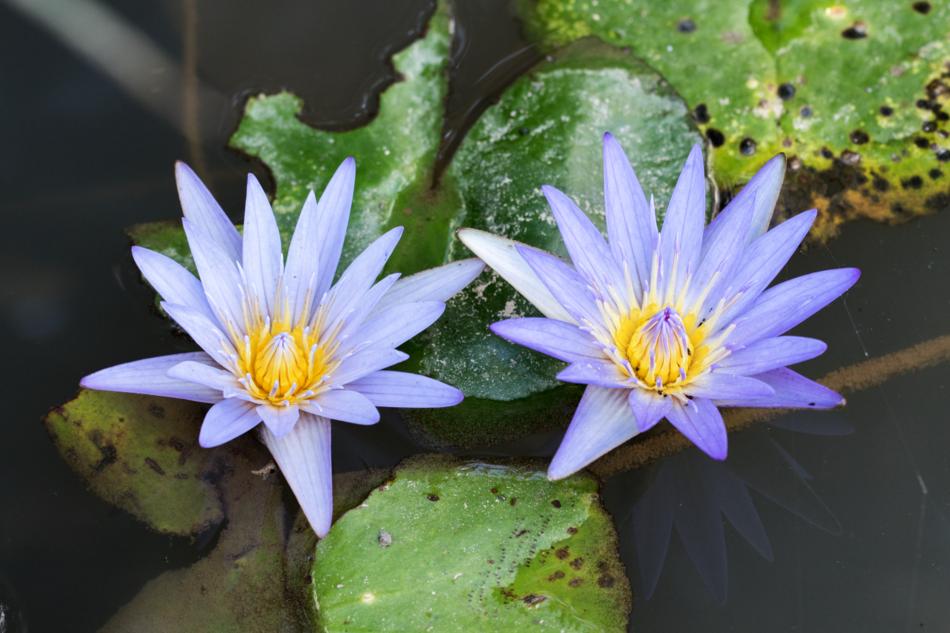 Flower Plant