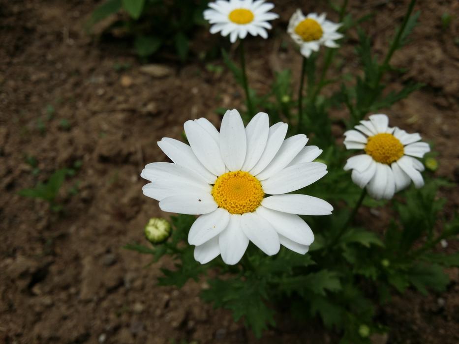 Margaret Flower Flowers