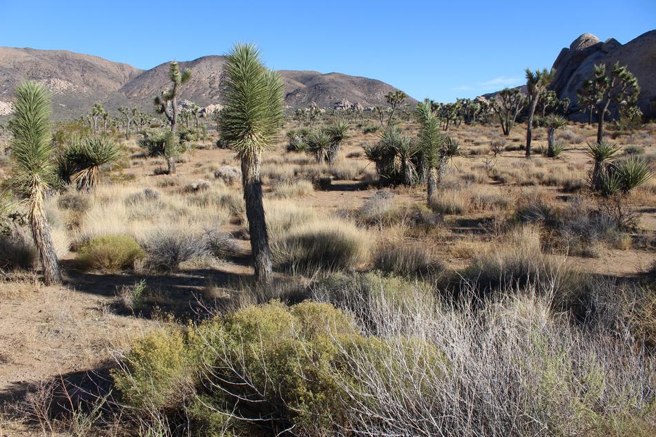 Desert Nature Landscape