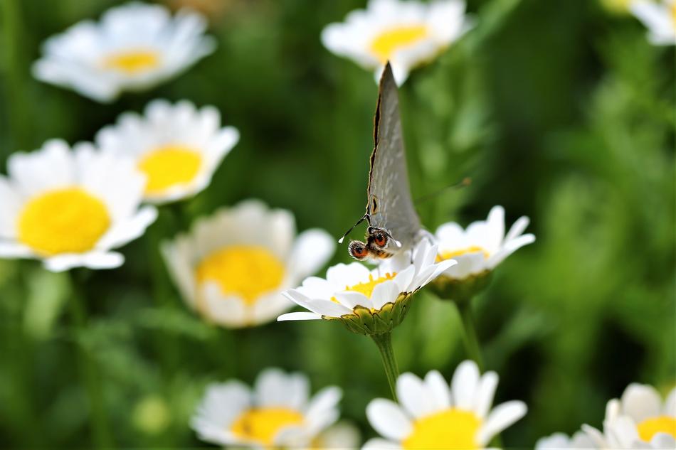 Daisy Flower Butterfly