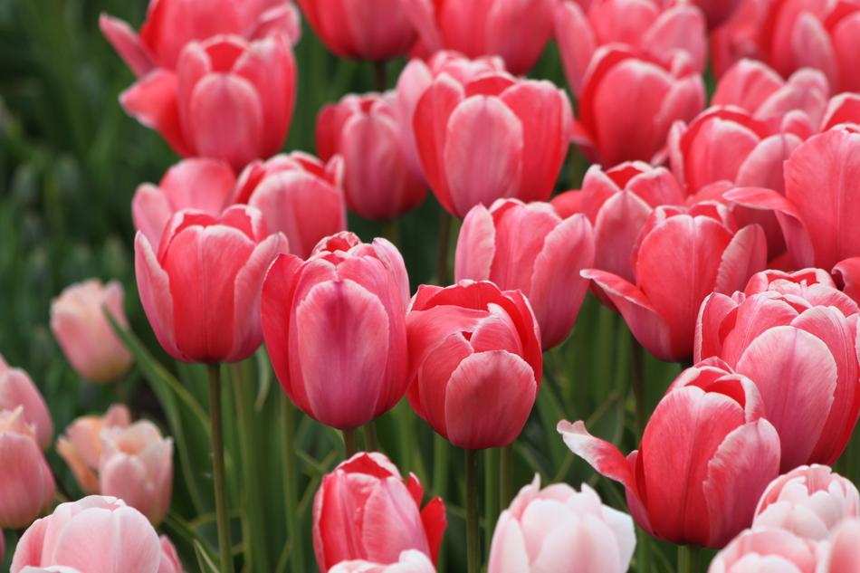 Tulip Nature Flower