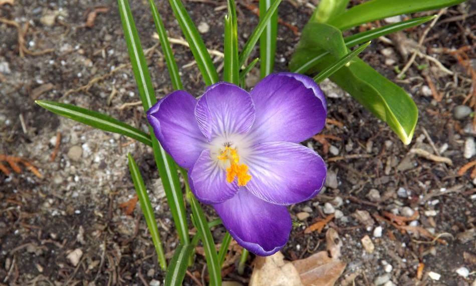 Nature Plant Flower