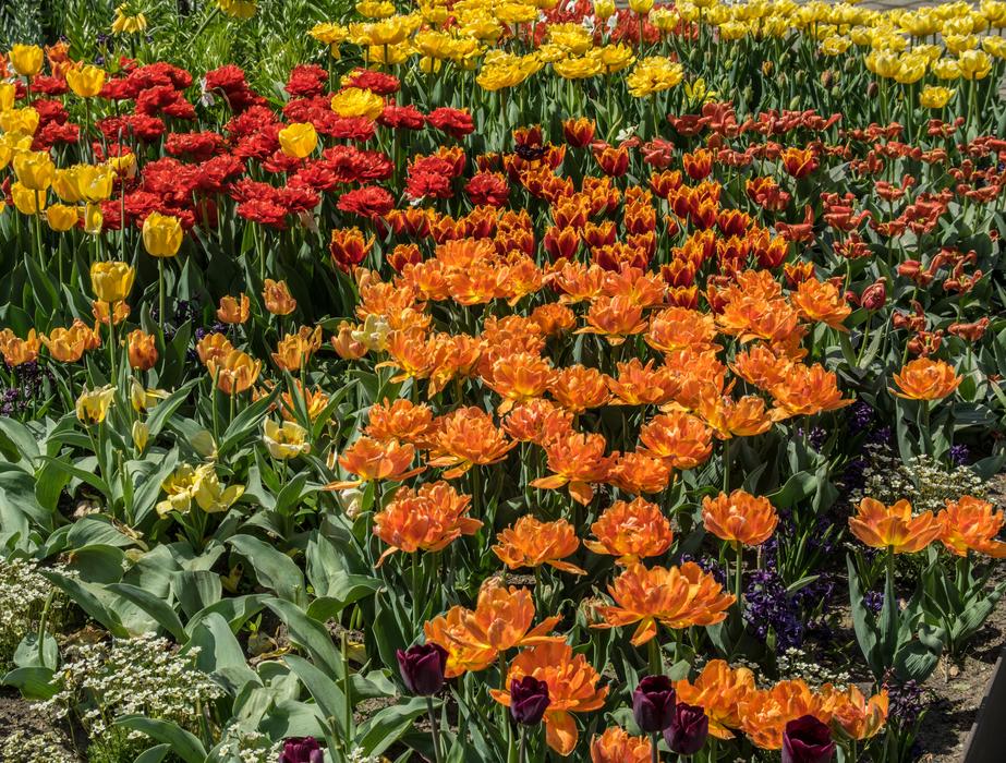 Flower Plant Nature