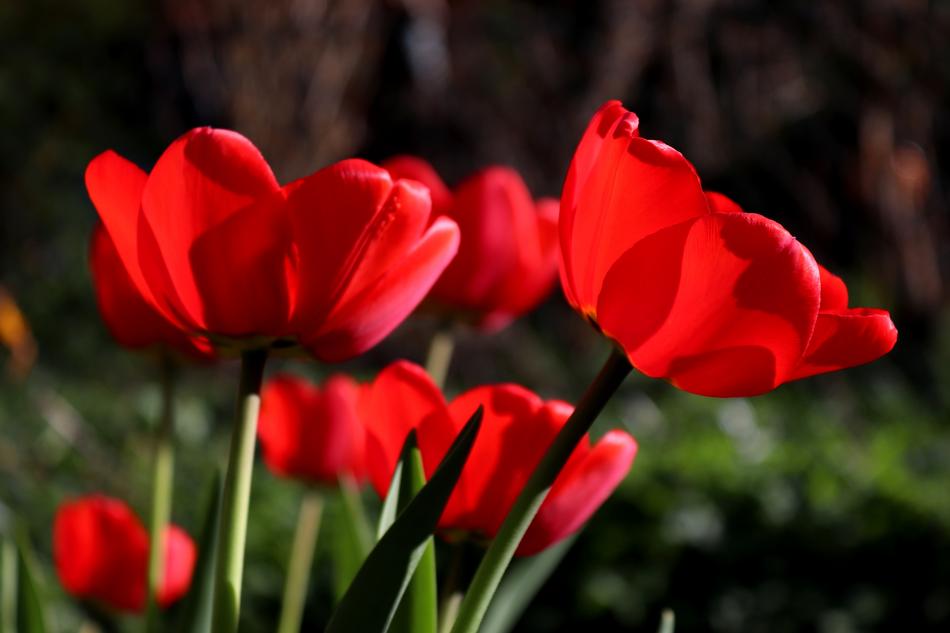 Flower Nature Plant