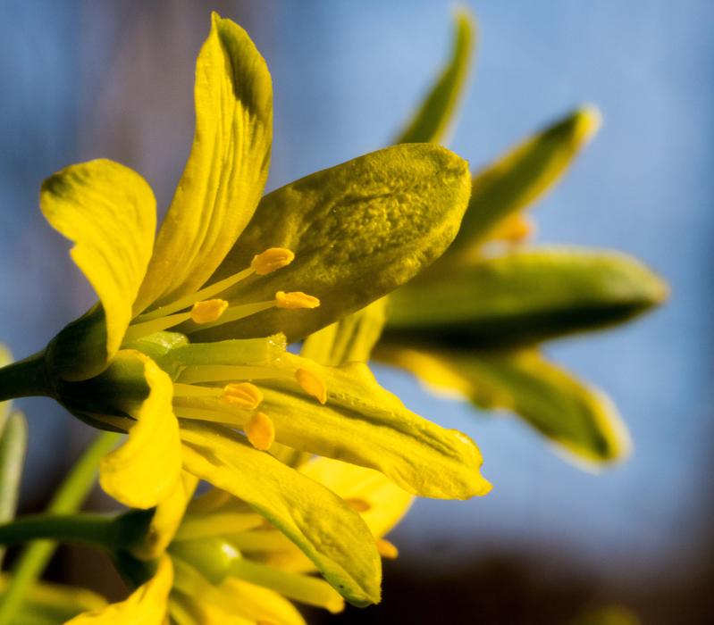 Flower Nature