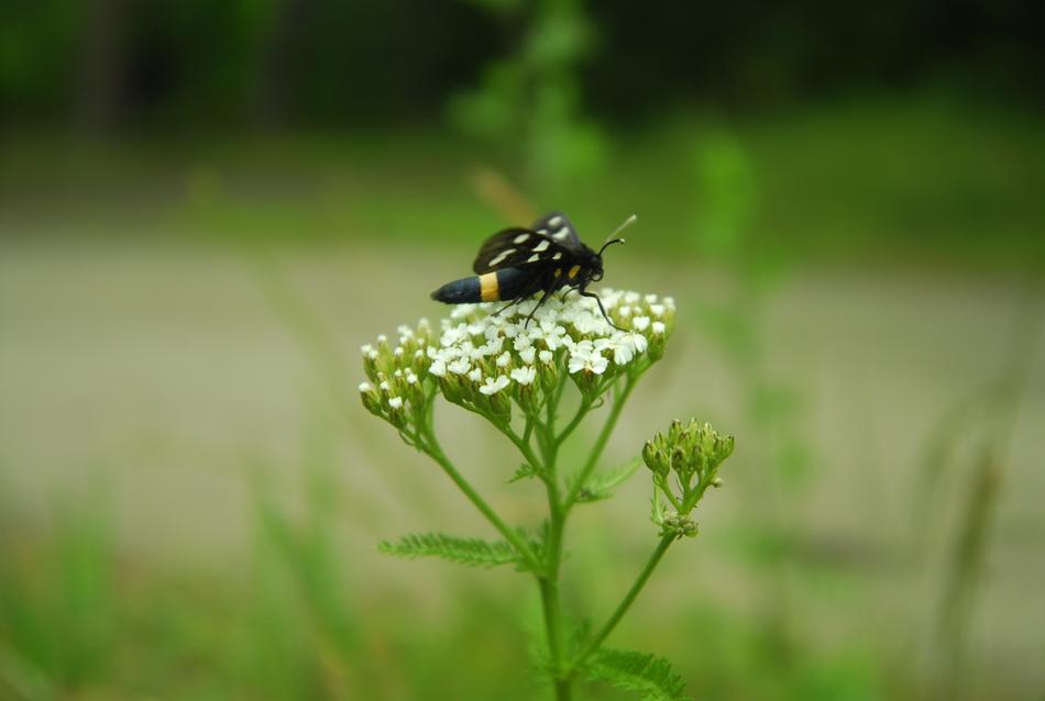 Nature Insect Lawn