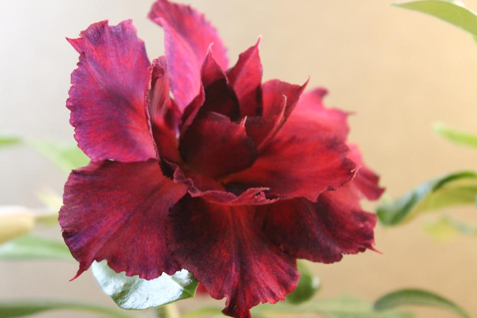 Nature Plant Flower