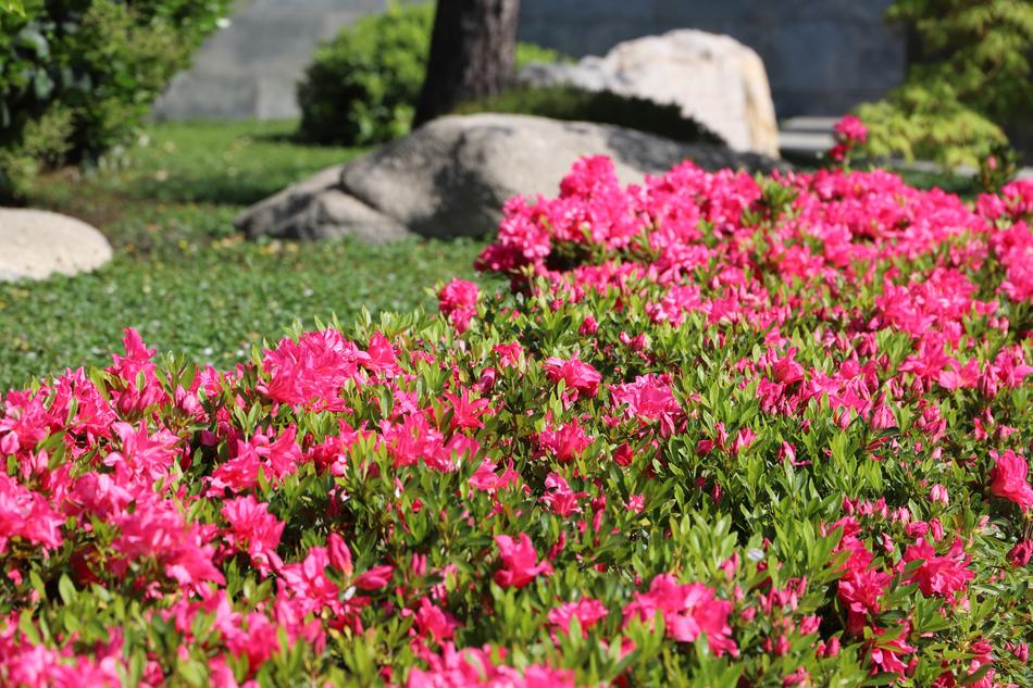 Flower Nature Garden