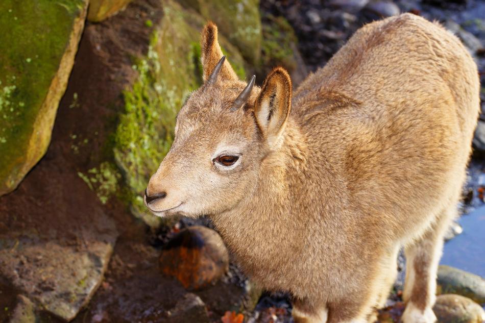 Capricorn Young Animal Nature