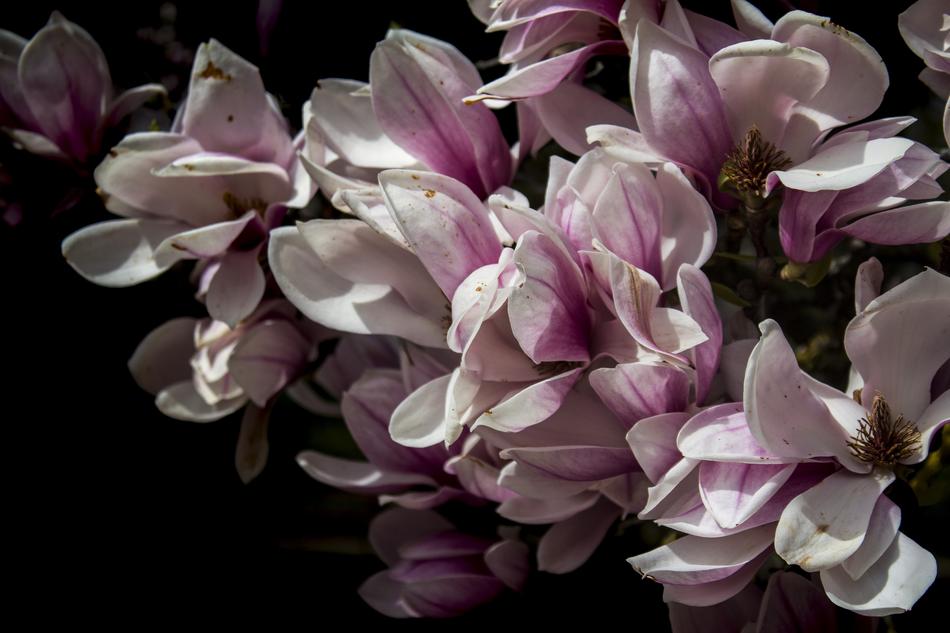 Flower Plant Nature