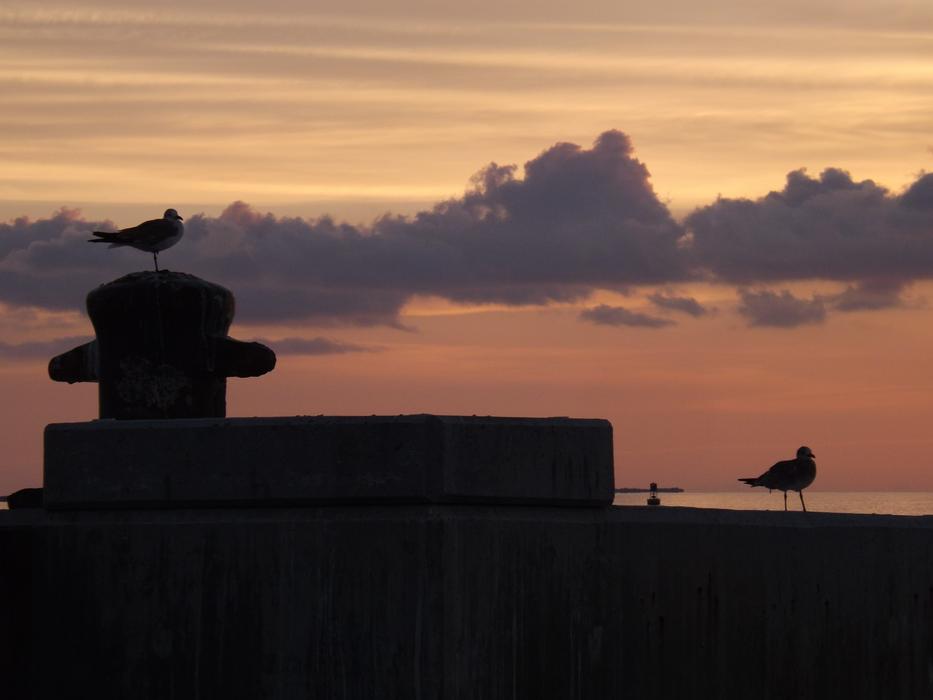 Silhouette Sunset Backlit