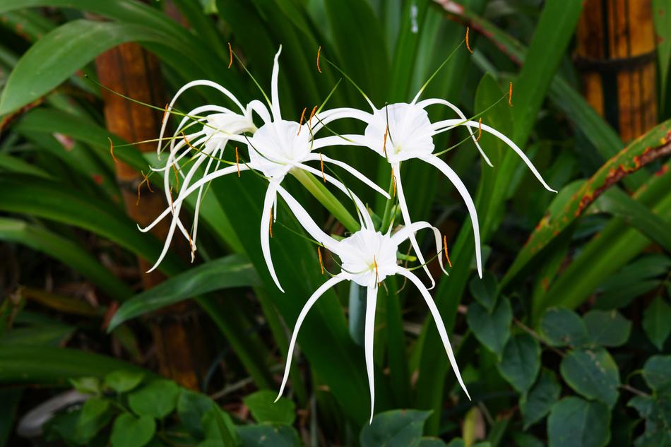 Beach Spider Lily
