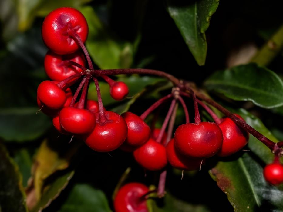 Fruit Leaf Nature