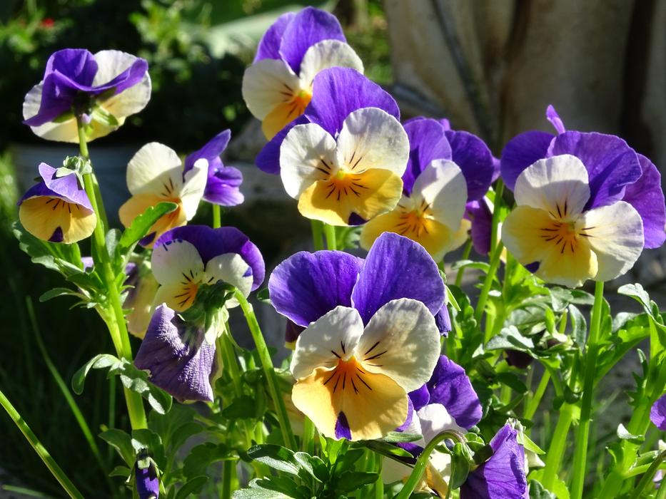 400–500 Violet Viola