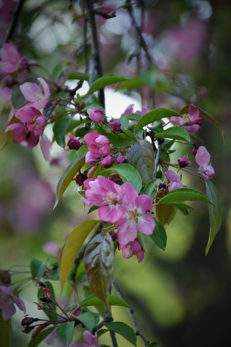 Flower Nature Plant